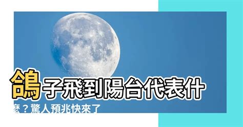 鴿子預兆|鴿子飛到家裡代表什麼？